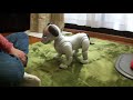 aibo あいちゃん、ハイタッチ