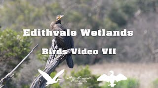 Edithvale Wetlands - Birds Video VII #birds #australiannativebirds #birdsofaustralia #birdlist