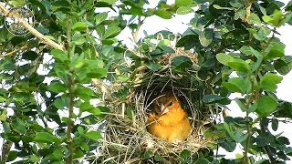 นกกระจาบทองทำรังวางไข่ Asian Golden Weaver nesting