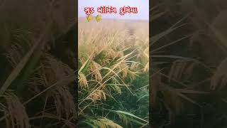 કણ માં થી મણ 🌾🌾🌾😈🥰🥰#farmer #farming #farmerfarmer #trending #automobile #viralvideo #video #farm