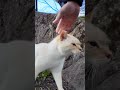 フェンスの向こうにいた猫ちゃんがモフられに出てきた