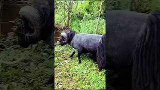 Viral Moment: Quessant Sheep Breaks a Tree in Seconds