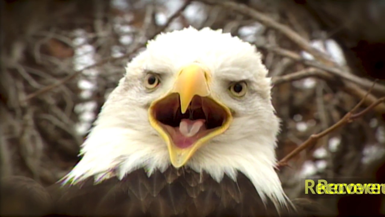 Baby Bald Eagle Facts Idea | Hostalelportalico