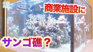 商業施設にサンゴ礁？　よこはまサンゴ礁ラボ 日本財団 海と日本PROJECT in かながわ 2021 #14