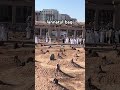 makkah live madina live naat umrah shorts #madina #makkah #shorts #naat #naatsharif hajj2024 live