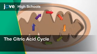 The Citric Acid Cycle | Bio | Video Textbooks - Preview