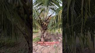 உடுமலை அருகில் 1 ஏக்கர் தென்னந்தோப்பு 39.80 இலட்சம்... #agriland #coconutfarm #udumalpet