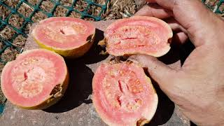 Tasting Last PINK GUAVA - Picking Since June!