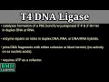 T4 DNA Ligase | Ligation Using T4 DNA Ligase |