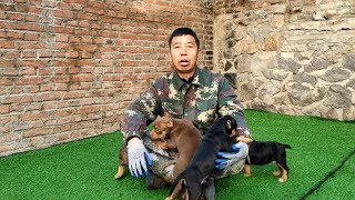 朋友送來四隻小惡霸犬，兩隻黑色和兩隻巧克力色，看看你喜歡嗎？ 【劉哥在農村】