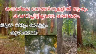 ശബരിമല വനം കാണണോ? അവിടുത്തെ കുളം, പക്ഷികളുടെ സൗണ്ട് 🤩last ഭാഗം കാണാതിരിക്കരുതേ 🦜