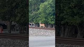 Deer crossing the train tracks in New Braunfels Texas #shorts