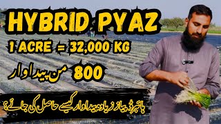 Hybrid Pyaz Farming: Aik Acre Say 32,000 KG Kaise Hasil Karein? Zyada Production Ka Asaan Tarika!