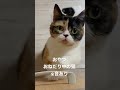 おやつおねだり中の猫〈マンチカンもも〉 shorts cat 猫 かわいい 癒し おやつ おねだり