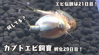 【カブトエビ飼育】孵化29日目！・・エビ伝説は21日目！・・3回目の水草導入の結果は・・？