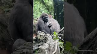 子ゴリラリキのごはんタイム【上野動物園 Gorilla ゴリラ】Little gorilla Riki’s lunchtime