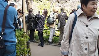 東京の桜が満開に　千鳥ヶ淵でお花見　2019.3.27  Sakura  Chidoriga-Fuchi