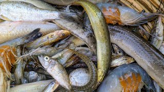 কানাকানি মাছের বাজার মৈনট ঘাট | fish market in dhaka-dohar