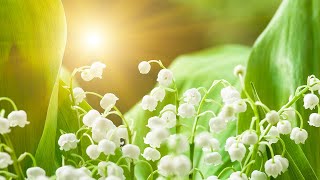 Lily of the Valley Harp Hymn Instrumental 🌸 Uplifting Melodies of Faith and Beauty