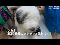 【子犬3ヶ月】パトラ３回目のワクチン注射と先住犬オハナの秘密‼️