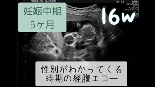 妊娠16週のエコー動画　性別判断がしやすくなる妊娠中期