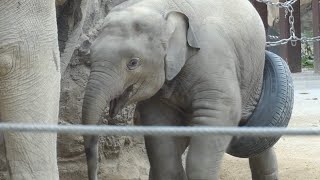 ハプニング❗️騒然‼️アルン🐘危機❗️ タイヤから足が抜けない！… アルン気をつけて遊んでね！※現在タイヤは安全に改良されてます。#アルン　#ゾウ #上野動物園 #ウタイ #タイヤ #危険