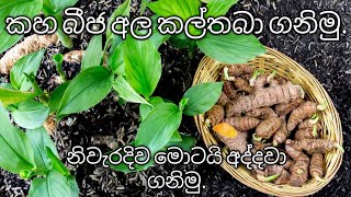 කහ බීජ අල නිවැරදිව කල් තබා ගනිමු. | Let's preserve the turmeric seeds correctly. | Ceylon Agro.💚🌱