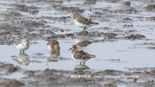 トウネン群れ　羽繕いや採餌