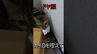 【ベンガル猫】使い捨てカイロで野獣になるベンガル猫　#shorts  　#YouTubeショート