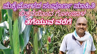 mekke jolada sampurna mahiti || ಮೆಕ್ಕೆಜೋಳದ ಸಂಪೂರ್ಣ ಮಾಹಿತಿ || ಗೋಂಜಾಳ ಕೃಷಿ ✅️ corn 🌾