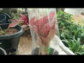 അഗ്ലോണിമ റെഡ് തൈകൾ ഇനി ഈസി ആയി ഉണ്ടാക്കാം aglaonema red easy propagation