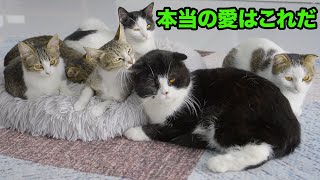 「幸せな猫家族」8月間毎日真剣に夫猫と子供の世話をしている猫の愛が凄すぎ！！！m4v