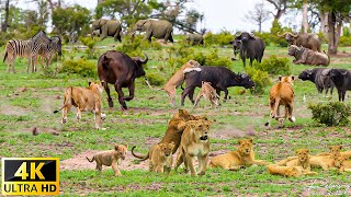 4K African Wildlife: Mana Pools National Park, Kenya - Scenic Wildlife Film With Real Sounds