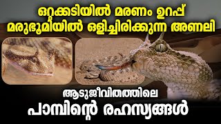 ആടുജീവിതത്തിലെ പാമ്പിന്റെ രഹസ്യങ്ങൾ | Desert Snake Malayalam | The Goat life Malayalam Cinema