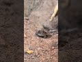 Spadefoot toad hopping #toad #nature #newmexico #desert