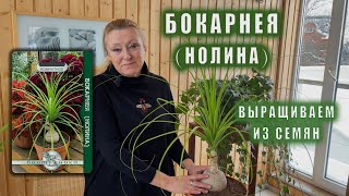 Бокарнея, выращиваем из СЕМЯН.