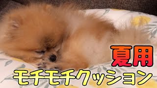 [ポメラニアン犬]夏用のN COOL(ニトリの接触冷感)モチモチクッションに変えました