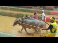 moodabidri kudhi kambala.