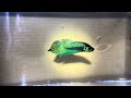 wild betta mahachai pair