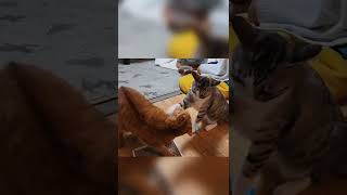 またたびで盛り上がる猫様達 #猫動画 #猫のいる暮らし #cat