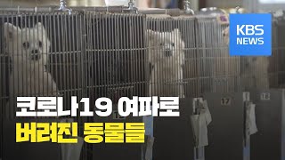 버려진 동물들, 코로나19 여파로 결국 안락사 / KBS뉴스(News)