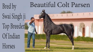 Marwari Horse Parsen from the top breeder of Marwari horses Swai Singh Ji Champawat