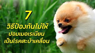 7 วิธีป้องกันไม่ให้ ปอมเมอเรเนียน เป็นโรคสะบ้าเสื่อม !!