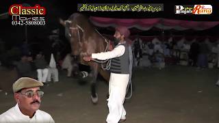 Horse Mawali / 2nd Day All Pakistan Horse Dance Khari Rajgan Azad Kashmeer / 50