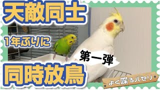 天敵同士のセキセイとオカメ。１年ぶりの同時放鳥。第一弾。Reconcile a budgie and a cockatiel that fight.