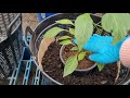 how to plant chilli plants in pots. วิธีปลูกพริกให้ดก เก็บกินได้ตลอดปี