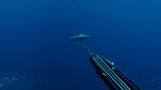 Chasse aux pélagiques dans les calanques : bonites (thonines/pélamides), limons/sérioles, etc.