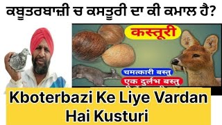 ਕਬੂਤਰਬਾਜ਼ੀ ਚ ਕਸਤੂਰੀ ਕਿਵੇ ਲੱਗਦੀ ਹੈ || Indian Ustad Aur Pakistani Ustad Mein Kya Farq Hai ?