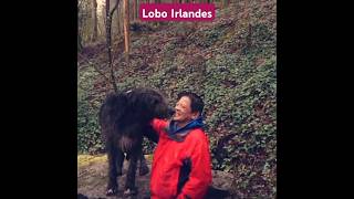 Perros loberos irlandeses amables #youtube #youtubeshorts #ytshorts