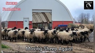 Sheep Farming: Moving Sheep Again!